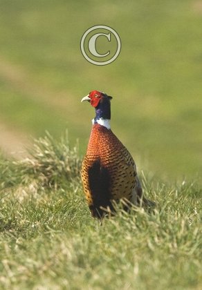 Cock Pheasant DM0524